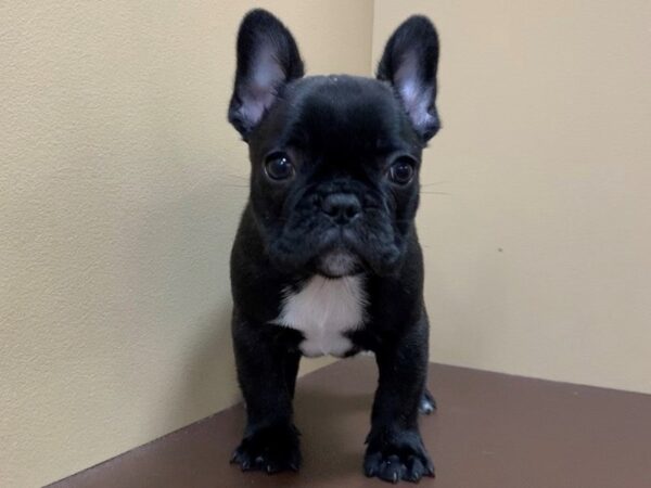 French Bulldog DOG Male Black Brindle 19736 Petland Batavia, Illinois