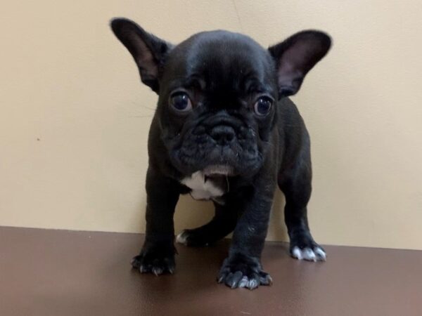 French Bulldog DOG Male Black Brindle 19986 Petland Batavia, Illinois