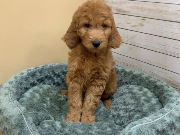 Goldendoodle DOG Male Red 11844 Petland Batavia, Illinois