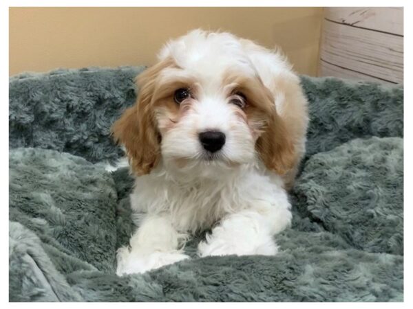 Cavanese DOG Male Apricot and White 19739 Petland Batavia, Illinois