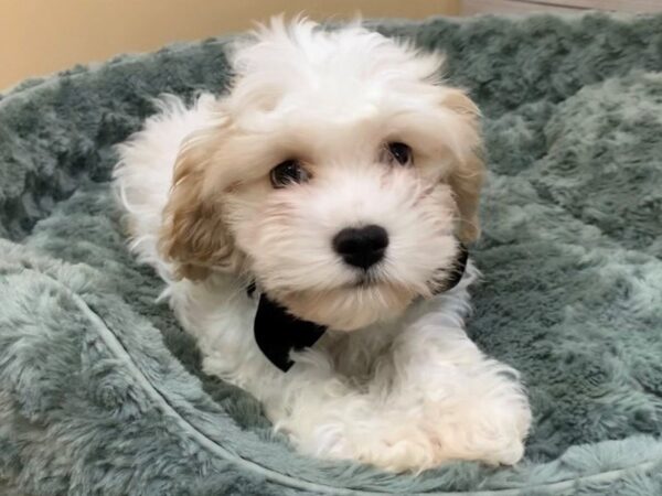 Cavanese DOG Male Apricot and White 11846 Petland Batavia, Illinois