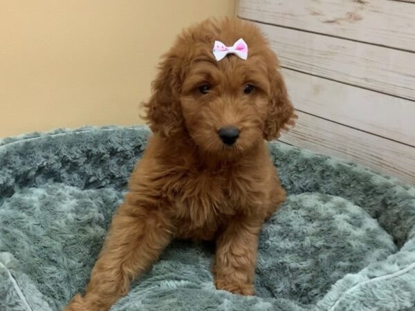 Goldendoodle DOG Female Red 11843 Petland Batavia, Illinois