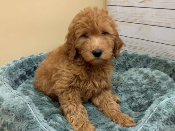 Goldendoodle-DOG-Male-Red-19744-Petland Batavia, Illinois