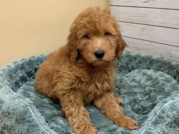 Goldendoodle DOG Male Red 19744 Petland Batavia, Illinois