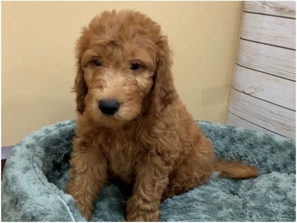 Goldendoodle DOG Male Red 19971 Petland Batavia, Illinois