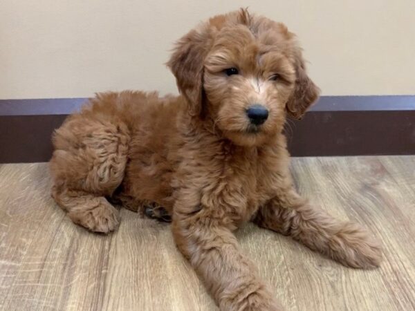 Goldendoodle DOG Female Red 19970 Petland Batavia, Illinois