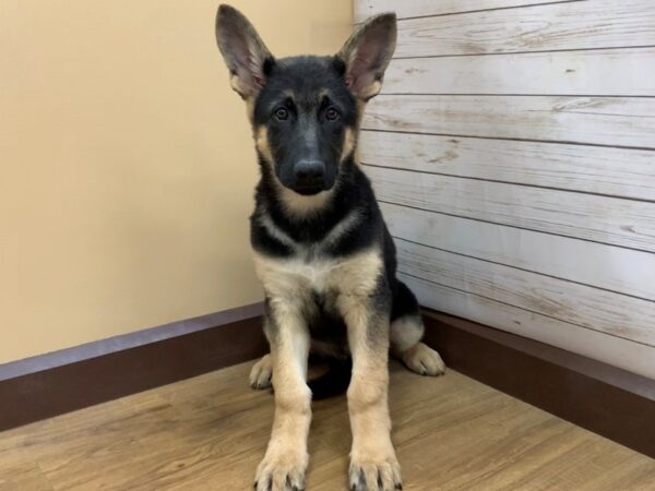 German Shepherd DOG Male Black and Tan 11842 Petland Batavia, Illinois