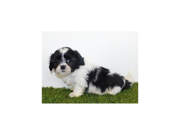 Shih Tzu DOG Male Black / White 19977 Petland Batavia, Illinois