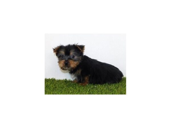 Silky Terrier DOG Male Black / Tan 19980 Petland Batavia, Illinois