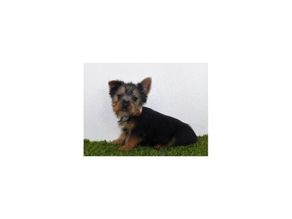 Silky Terrier DOG Male Black / Tan 19979 Petland Batavia, Illinois