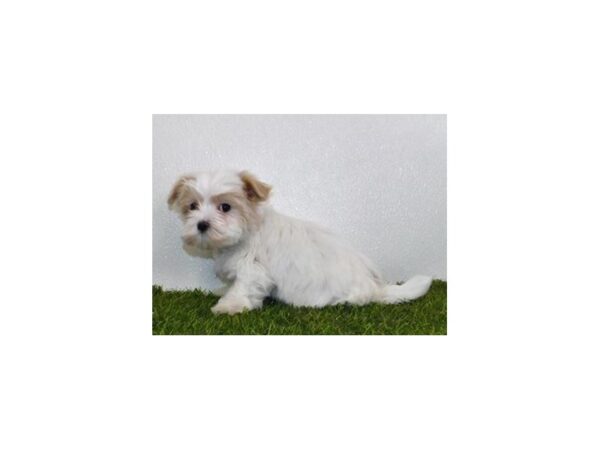 Maltese DOG Female White 19976 Petland Batavia, Illinois