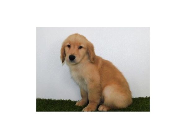 Golden Retriever DOG Male Golden 19975 Petland Batavia, Illinois