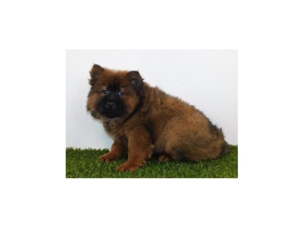 Chow Chow DOG Female Cinnamon 19974 Petland Batavia, Illinois