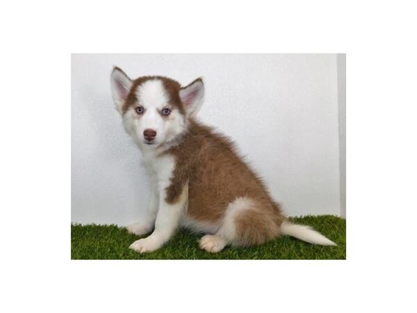 Siberian Husky DOG Male Red / White 19978 Petland Batavia, Illinois