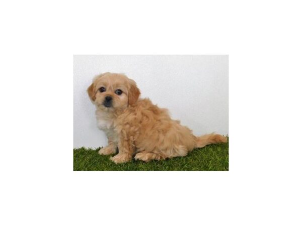 Peke-A-Poo-DOG-Female-Apricot-19746-Petland Batavia, Illinois