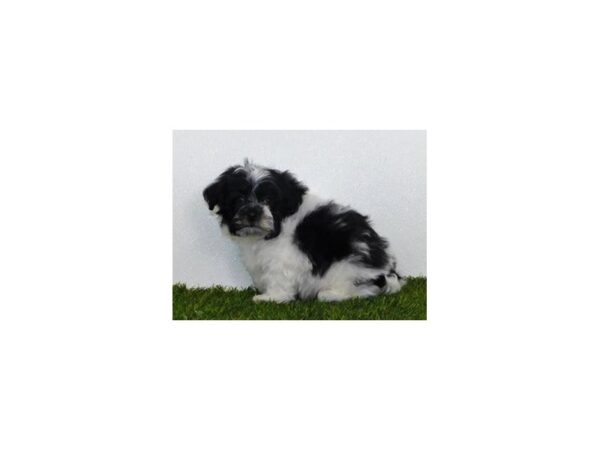 Havachon DOG Male Black / White 19983 Petland Batavia, Illinois