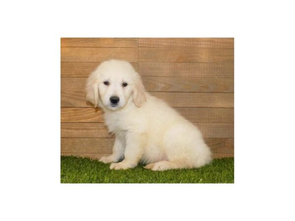 Golden Retriever DOG Male Light Golden 11855 Petland Batavia, Illinois