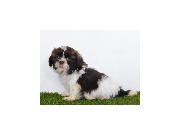 Shih Tzu DOG Male Chocolate / White 11858 Petland Batavia, Illinois