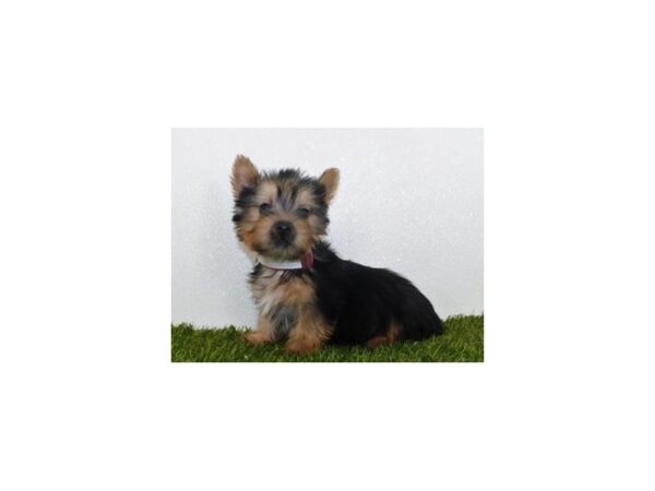 Silky Terrier DOG Male Black / Tan 11860 Petland Batavia, Illinois