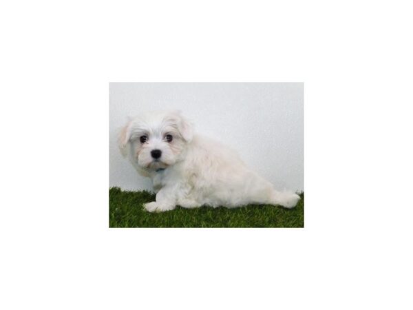 Maltese DOG Male White 11857 Petland Batavia, Illinois