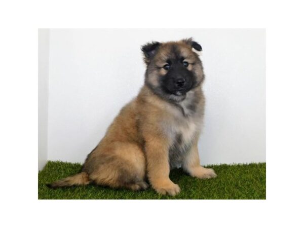 Siberian Husky/Belgian Tervuren-DOG-Male-Mahogany / Black-19984-Petland Batavia, Illinois