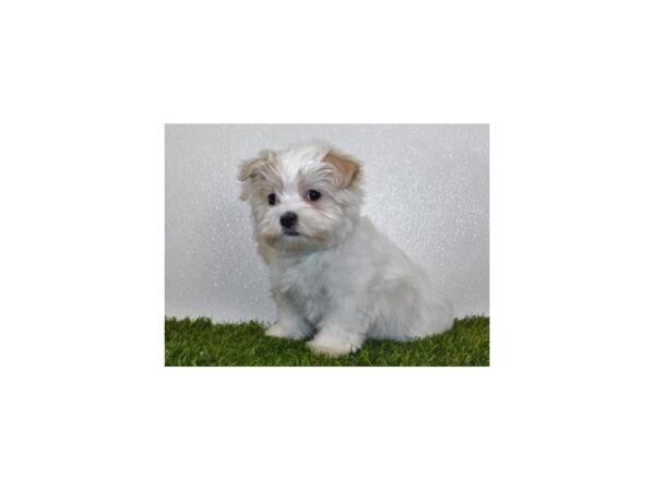 Maltese DOG Female White 11856 Petland Batavia, Illinois