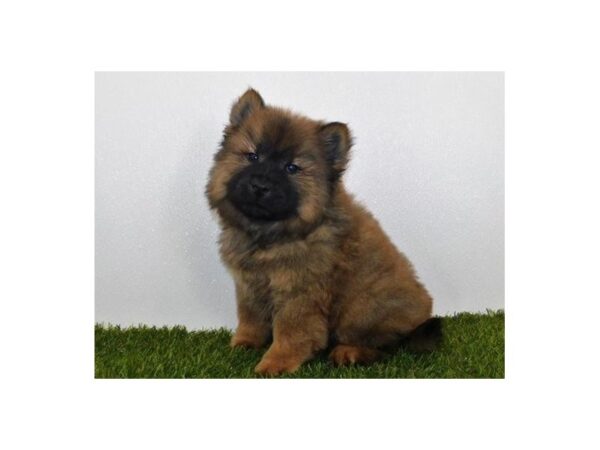 Chow Chow DOG Male Cinnamon 11854 Petland Batavia, Illinois