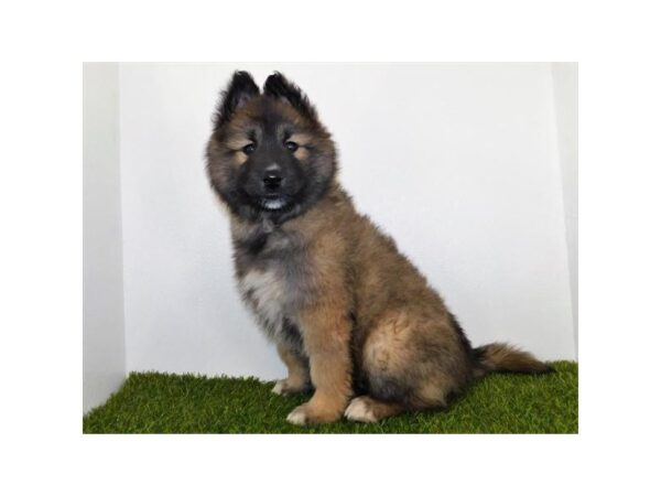 Siberian Husky/Belgian Tervuren DOG Male Mahogany / Black 19748 Petland Batavia, Illinois