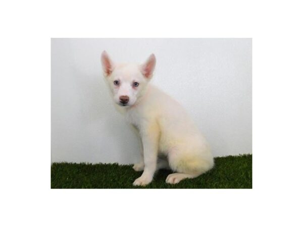 Siberian Husky-DOG-Female-White-20005-Petland Batavia, Illinois