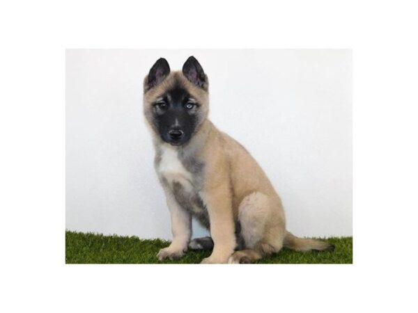 Siberian Husky/Belgian Tervuren DOG Male Fawn / Black 11862 Petland Batavia, Illinois