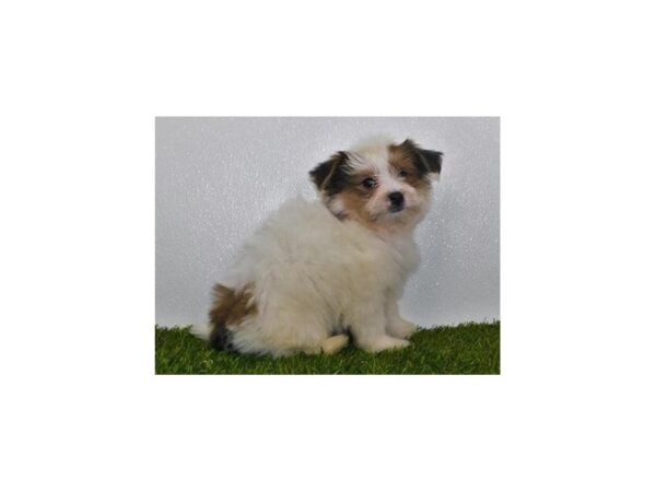 Shih Pom-DOG-Male-Red Sable-11863-Petland Batavia, Illinois