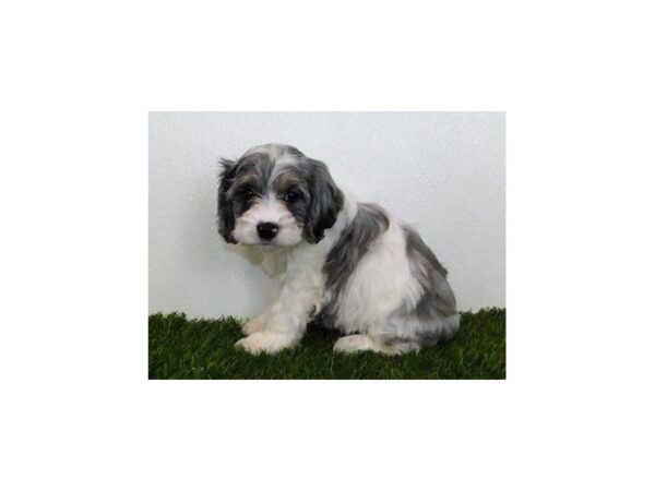 Cocker Chon-DOG-Female-Blue Roan / Tan-11864-Petland Batavia, Illinois