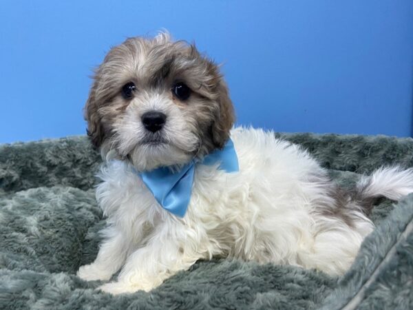 Shih Poo DOG Male Gold / White 19747 Petland Batavia, Illinois