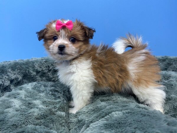 Shiranian DOG Female Orange Sable 19750 Petland Batavia, Illinois