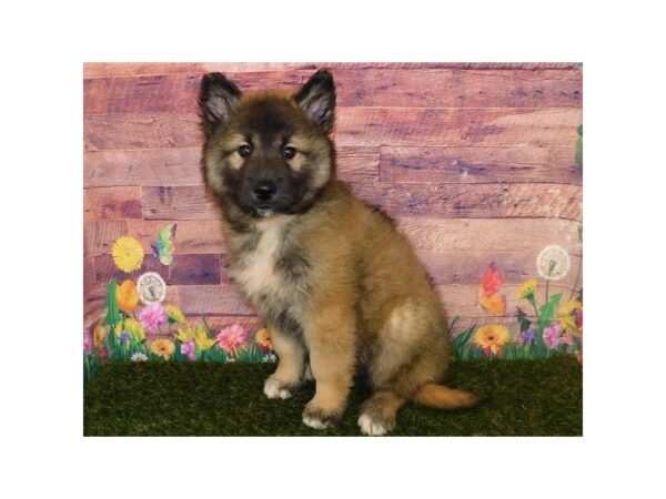 Siberian Husky/Belgian Tervuren DOG Male Mahogany / Black 19772 Petland Batavia, Illinois