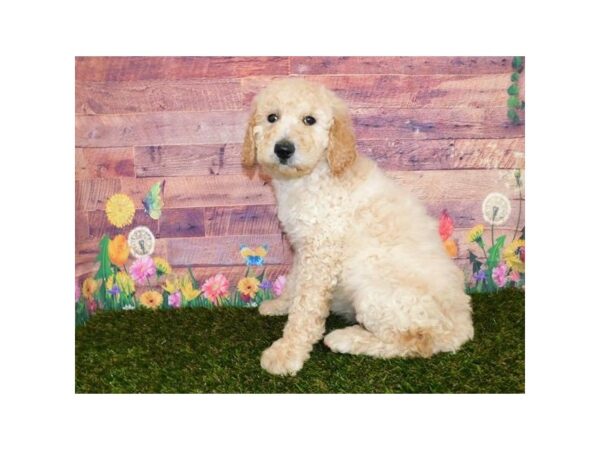 Goldendoodle DOG Female Light Golden 20012 Petland Batavia, Illinois