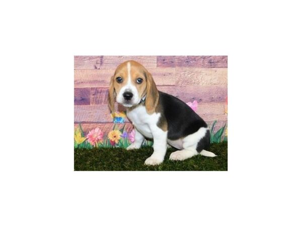 Beagle DOG Female Black White / Tan 19765 Petland Batavia, Illinois