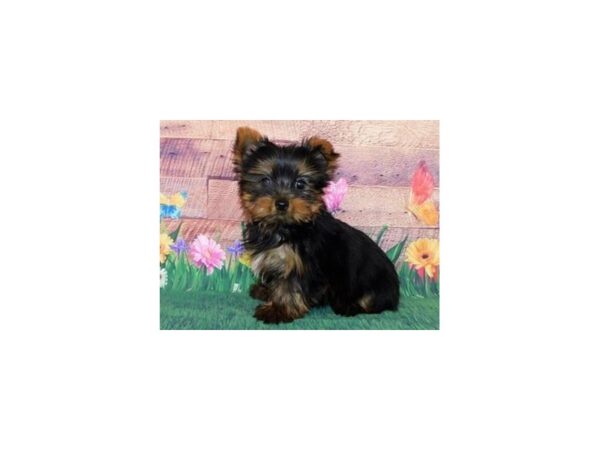 Yorkshire Terrier-DOG-Male-Black / Tan-19769-Petland Batavia, Illinois