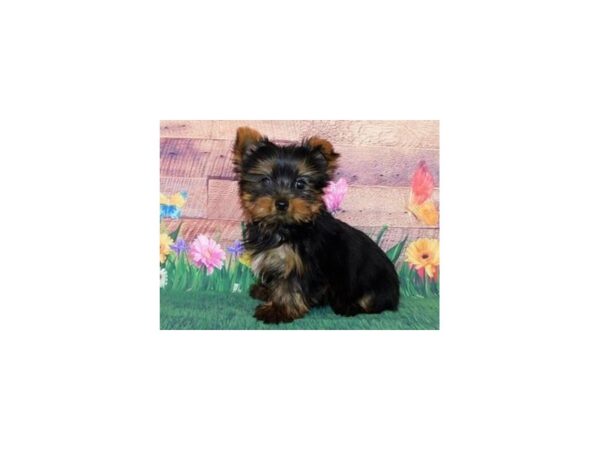 Yorkshire Terrier DOG Male Black / Tan 19769 Petland Batavia, Illinois