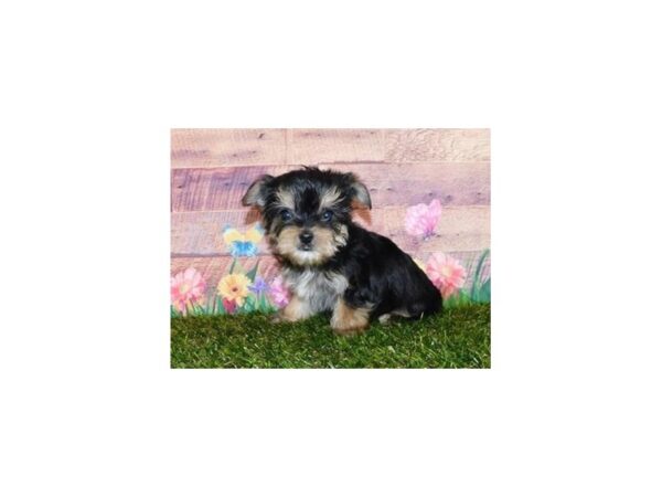 Morkie DOG Female Black / Tan 19770 Petland Batavia, Illinois