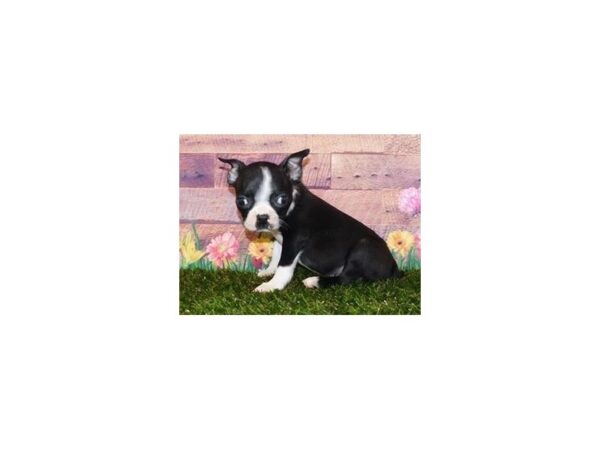 Boston Terrier DOG Female Black / White 19766 Petland Batavia, Illinois