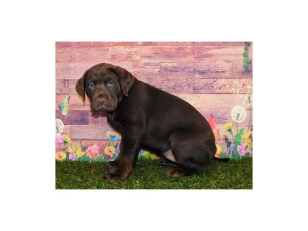 Labrador Retriever DOG Female Chocolate 19768 Petland Batavia, Illinois