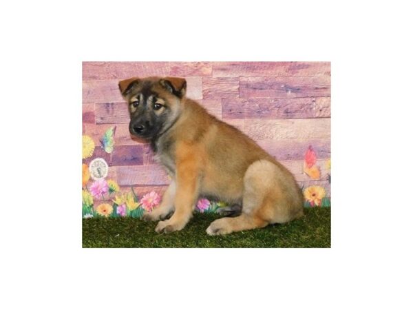 Siberian Husky/Belgian Tervuren-DOG-Male-Mahogany / Black-20009-Petland Batavia, Illinois