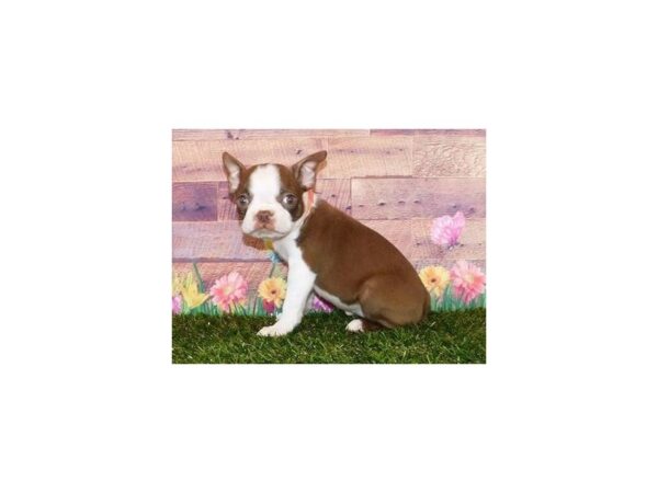 Boston Terrier DOG Female Seal / White 20002 Petland Batavia, Illinois