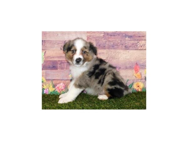 Miniature American Shepherd DOG Male Blue Merle 20008 Petland Batavia, Illinois