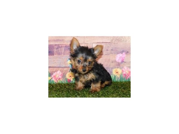 Yorkshire Terrier DOG Male Black / Tan 20007 Petland Batavia, Illinois