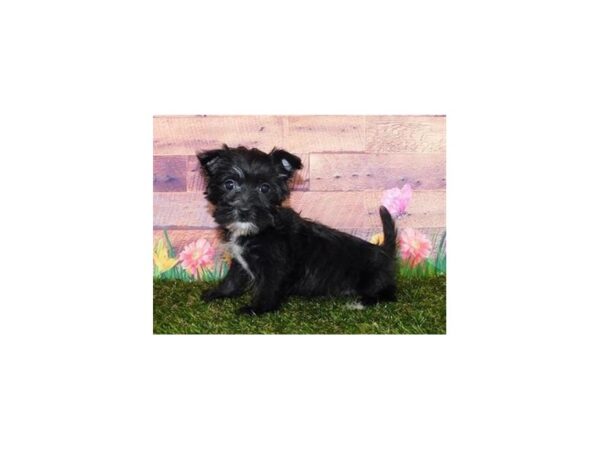 Morkie DOG Female Black 20011 Petland Batavia, Illinois