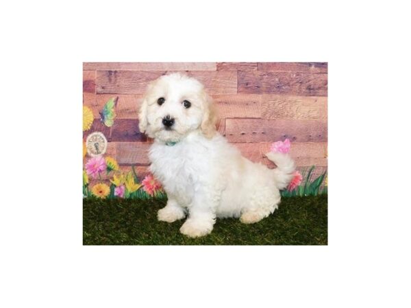 Bichapoo DOG Male White 20010 Petland Batavia, Illinois