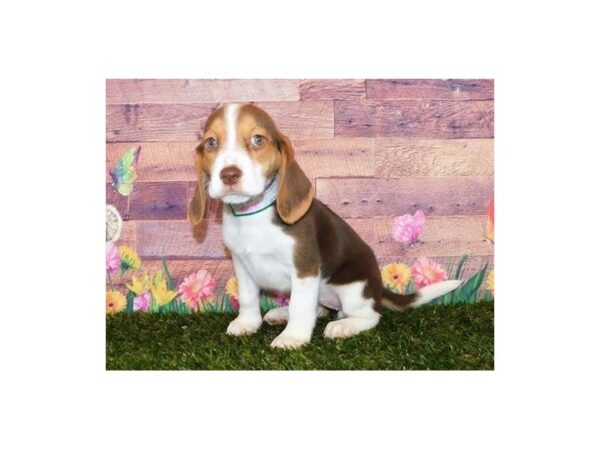 Beagle DOG Female Chocolate White Tan 20001 Petland Batavia, Illinois