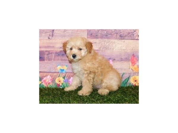 Poodle DOG Female Apricot 20004 Petland Batavia, Illinois